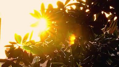 4k实拍唯美逆光空镜植物系列夕阳视频的预览图